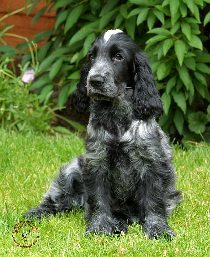 Cocker Spaniel 9W017D-014.JPG